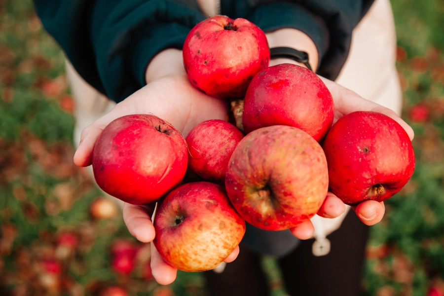 Person hält rote Äpfel in Händen